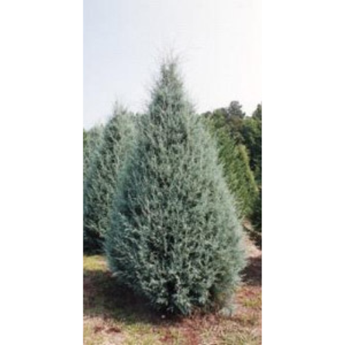 Schwerman Christmas tree Varieties